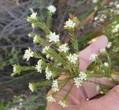 Lachnaea diosmoides