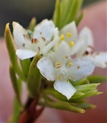 Lachnaea diosmoides