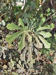 Ficus carica