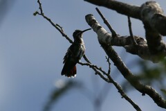 Anthracothorax prevostii