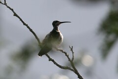 Anthracothorax prevostii