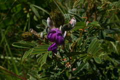 Tephrosia aequilata image