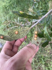 Belonocnema treatae