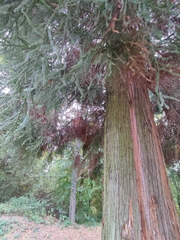 Cryptomeria japonica