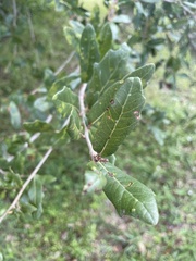 Belonocnema treatae