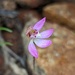 Caladenia pygmaea - Photo (c) Robert Lawrence,  זכויות יוצרים חלקיות (CC BY-NC), הועלה על ידי Robert Lawrence