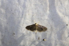 Spilomelinae