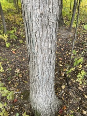 Quercus