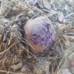 Calvatia lilacina