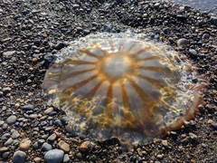 Chrysaora melanaster