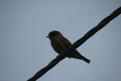 Eurystomus glaucurus