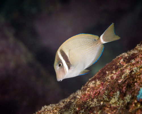 Whitebar Surgeonfish