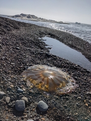 Chrysaora melanaster