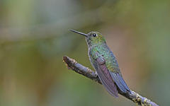 Haplophaedia aureliae