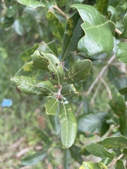 Belonocnema treatae