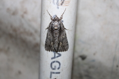 Catocala coccinata