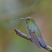 Greenish Puffleg - Photo (c) Christoph Moning, some rights reserved (CC BY), uploaded by Christoph Moning