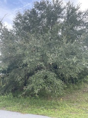 Belonocnema treatae