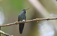 Haplophaedia aureliae