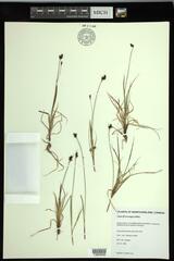 Carex norvegica