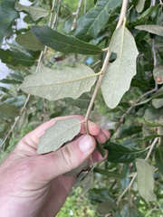 Belonocnema treatae
