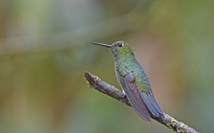 Haplophaedia aureliae