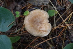 Paralepista gilva
