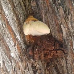 Inocutis tamaricis