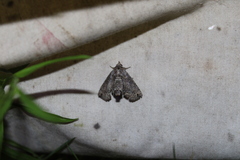 Paectes abrostoloides