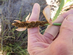Elegia thyrsoidea