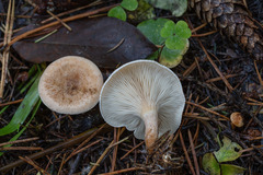 Paralepista gilva