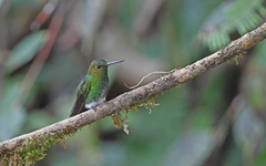 Haplophaedia aureliae