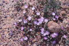 Lampranthus debilis