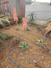 Aloe greatheadii
