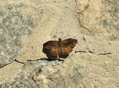 Theagenes dichrous