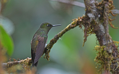 Haplophaedia aureliae