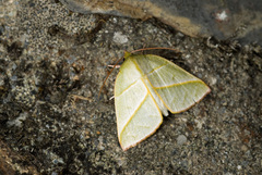 Hylophilodes tsukusensis