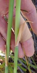Elegia thyrsoidea