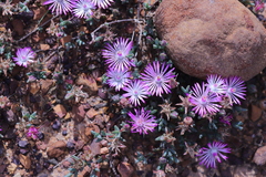Lampranthus debilis