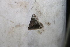 Hypena abalienalis
