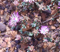 Lampranthus debilis
