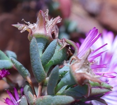 Lampranthus debilis
