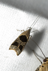 Deltoplastis commatopa