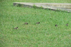 Spermestes cucullata