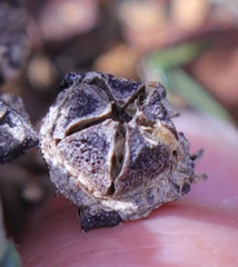 Lampranthus debilis