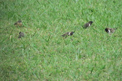 Spermestes cucullata