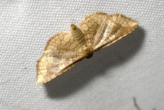 Thyrididae