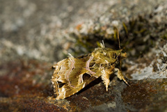 Callopistria phaeogona