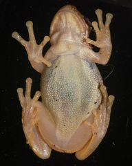 Litoria balatus