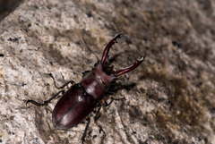Lucanus formosanus